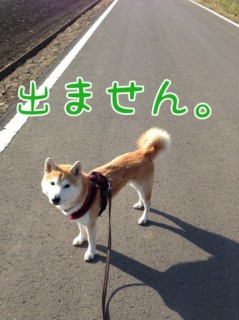 柴犬コタロー日記